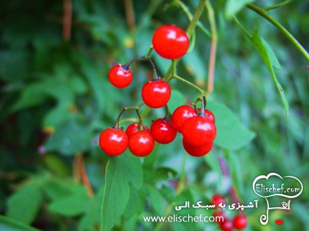 خواص گوجه فرنگی